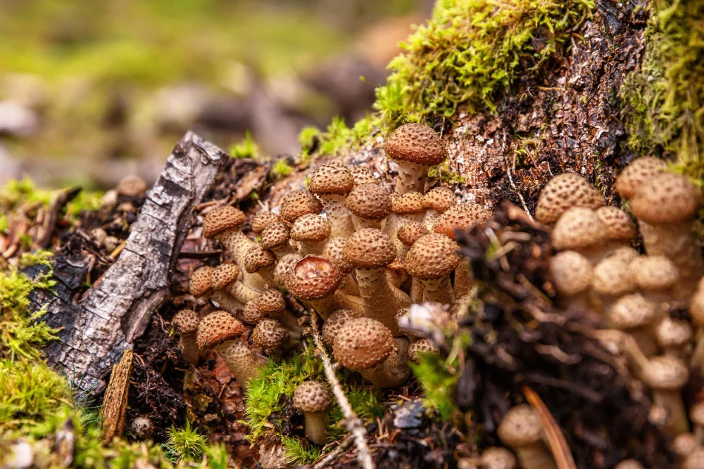 Common Tree Diseases and How to Spot Them blog image