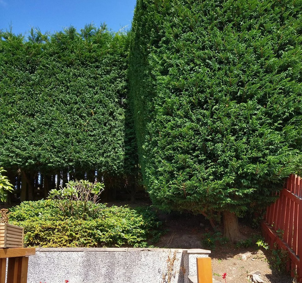 Hedges Trimming img1 1(1)