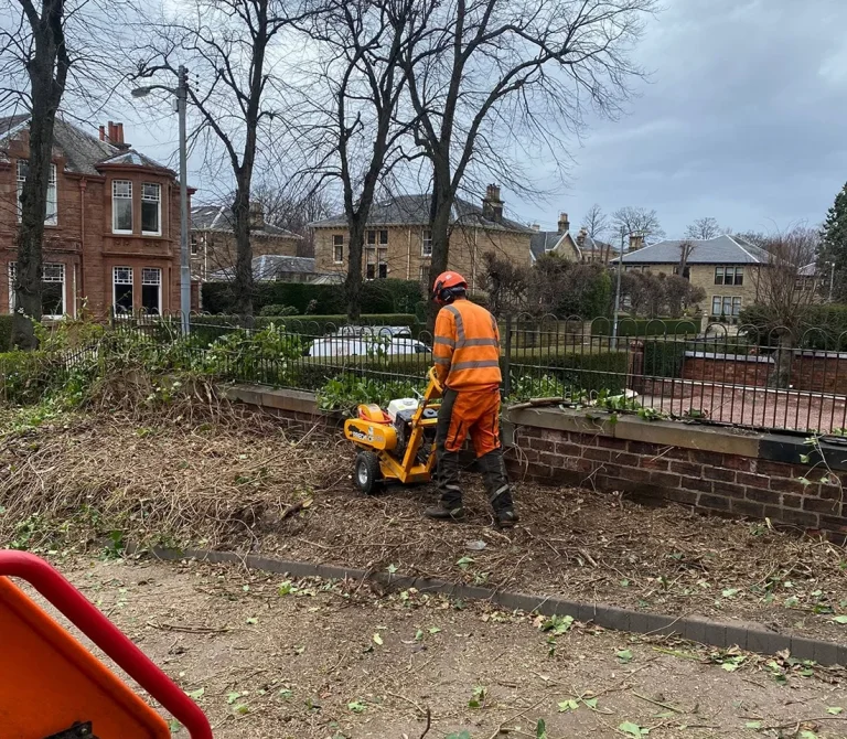 Why Invest in Professional Tree Surgery Services?