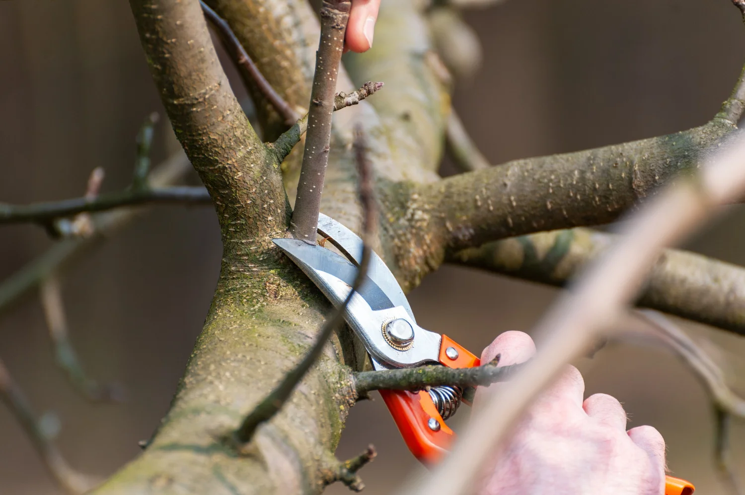 tree pruning img1